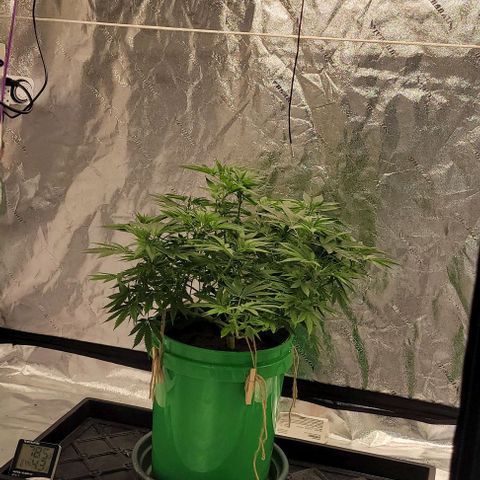 Original Skunk #1 growlog timeline photo