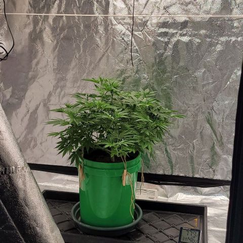 Original Skunk #1 growlog timeline photo