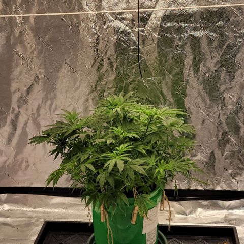 Original Skunk #1 growlog timeline photo