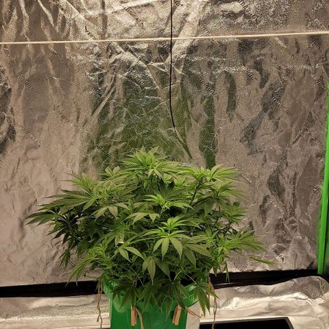 Original Skunk #1 growlog timeline photo