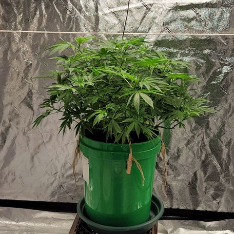 Original Skunk #1 growlog timeline photo