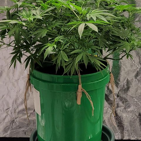 Original Skunk #1 growlog timeline photo