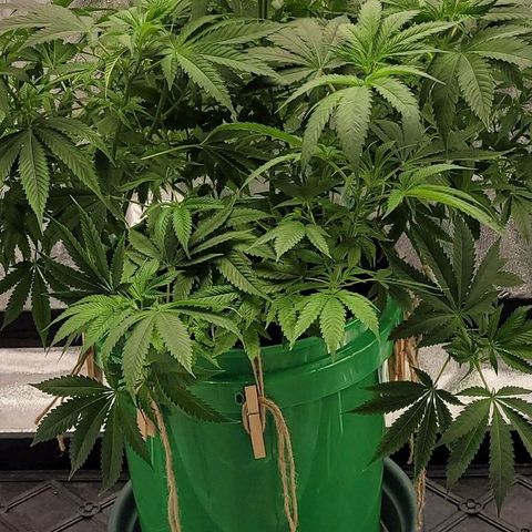 Original Skunk #1 growlog timeline photo