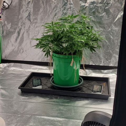 Original Skunk #1 growlog timeline photo