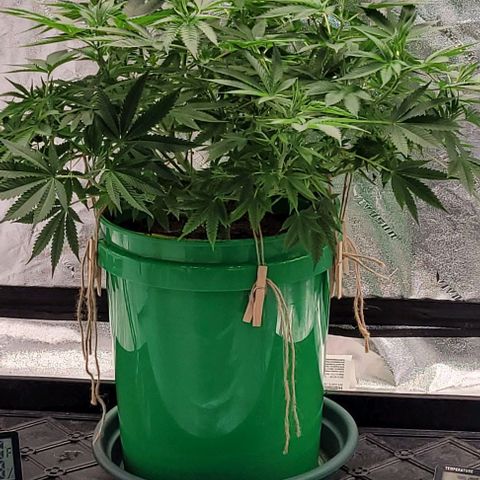 Original Skunk #1 growlog timeline photo