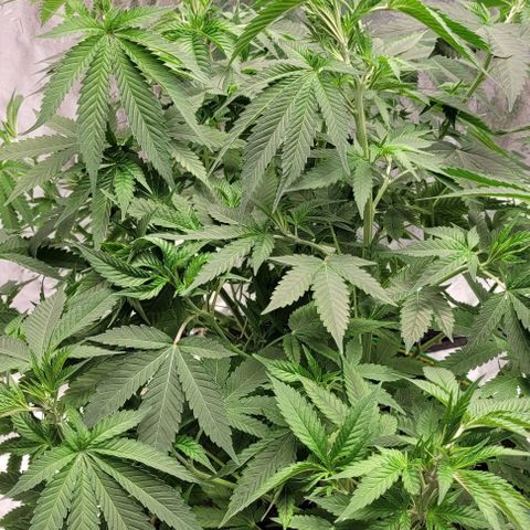Original Skunk #1 growlog timeline photo