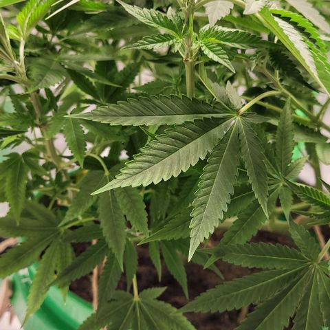 Original Skunk #1 growlog timeline photo