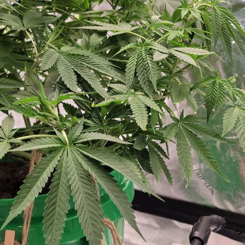 Original Skunk #1 growlog timeline photo