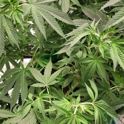 Original Skunk #1 growlog timeline photo