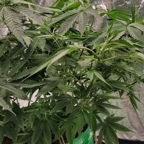 Original Skunk #1 growlog timeline photo