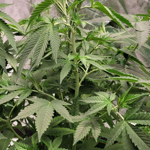 Original Skunk #1 growlog timeline photo