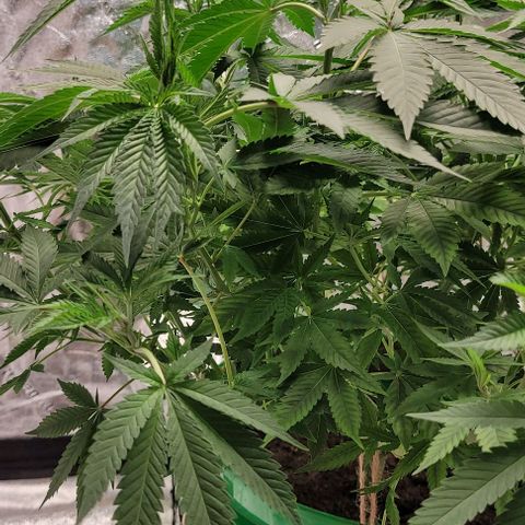 Original Skunk #1 growlog timeline photo