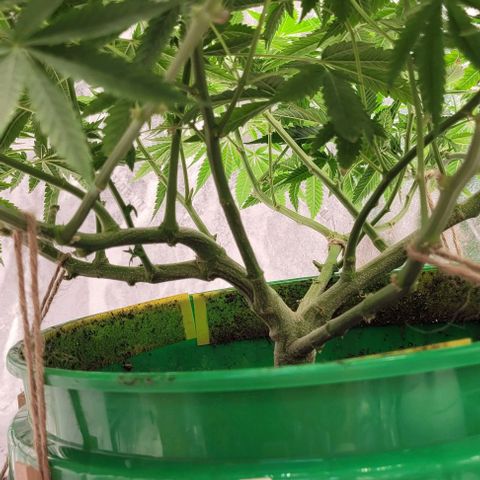Original Skunk #1 growlog timeline photo