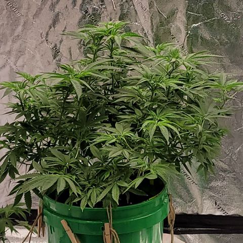 Original Skunk #1 growlog timeline photo