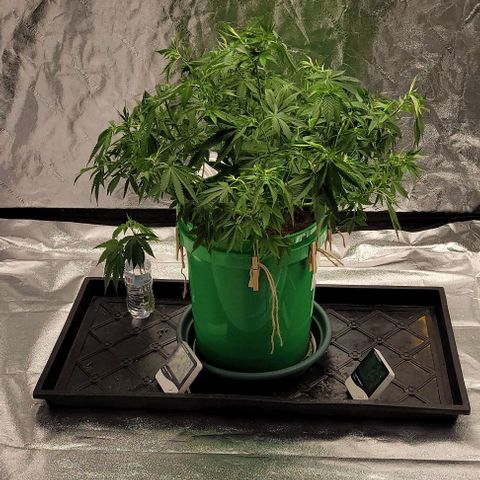 Original Skunk #1 growlog timeline photo
