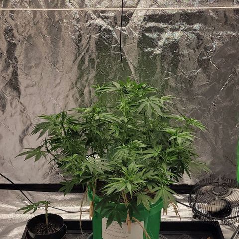 Original Skunk #1 growlog timeline photo