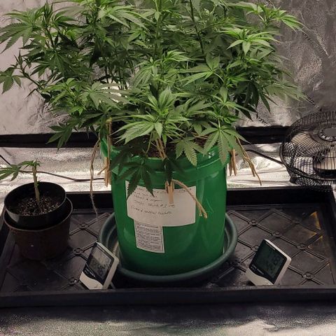 Original Skunk #1 growlog timeline photo