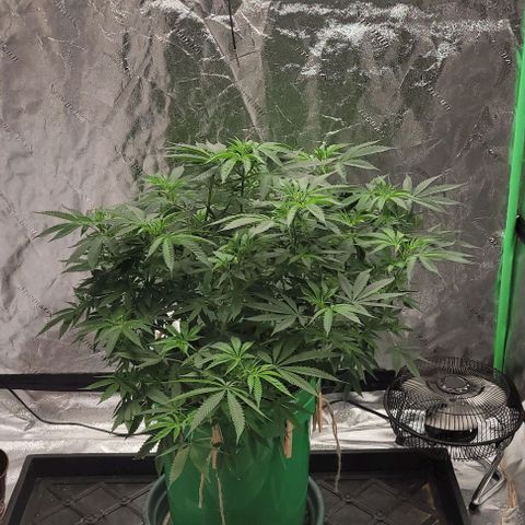 Original Skunk #1 growlog timeline photo