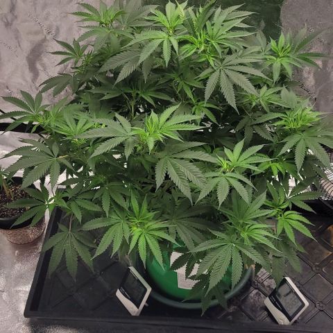 Original Skunk #1 growlog timeline photo