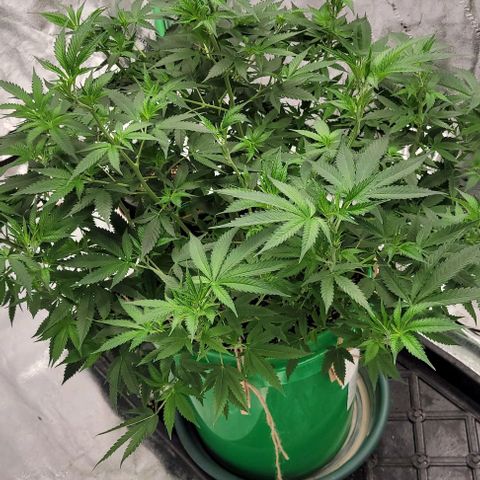 Original Skunk #1 growlog timeline photo