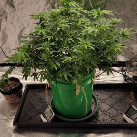 Original Skunk #1 growlog timeline photo