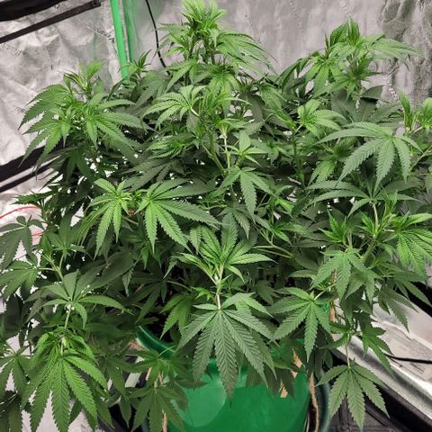 Original Skunk #1 growlog timeline photo