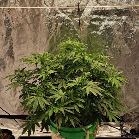 Original Skunk #1 growlog timeline photo