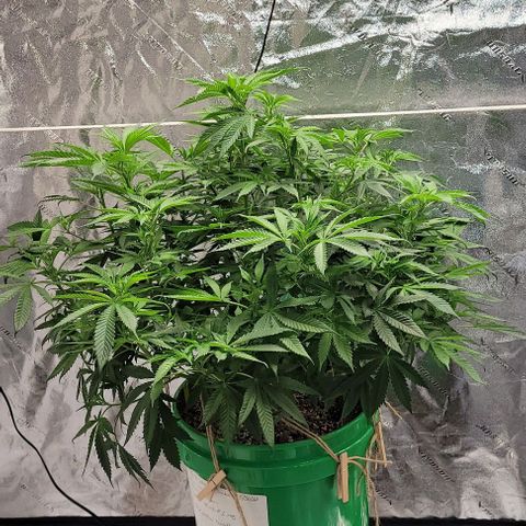 Original Skunk #1 growlog timeline photo