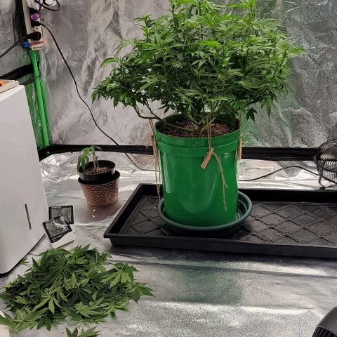 Original Skunk #1 growlog photo: After Defoliation