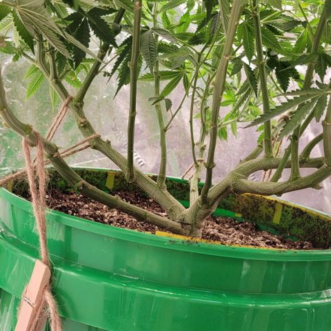 Original Skunk #1 growlog timeline photo