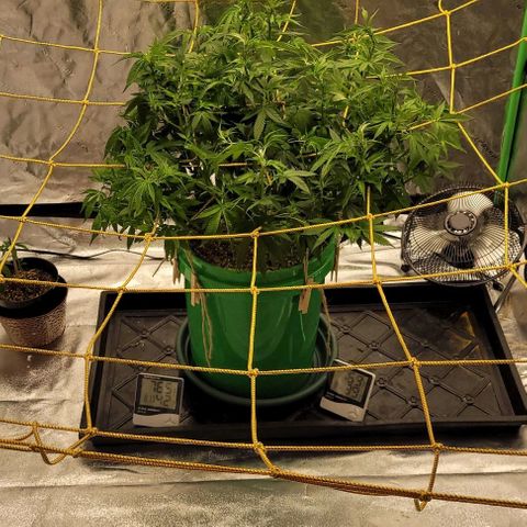 Original Skunk #1 growlog timeline photo