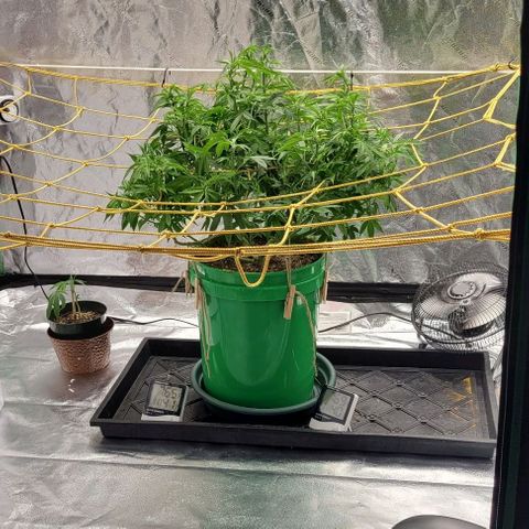 Original Skunk #1 growlog timeline photo