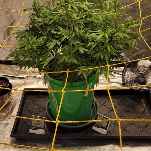 Original Skunk #1 growlog timeline photo