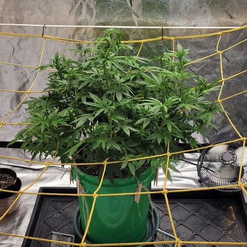 Original Skunk #1 growlog photo: Morning picture