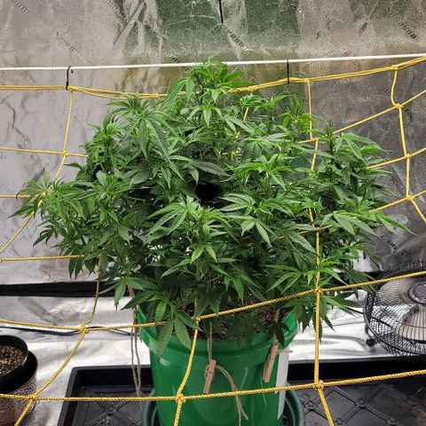 Original Skunk #1 growlog photo: Evening 
