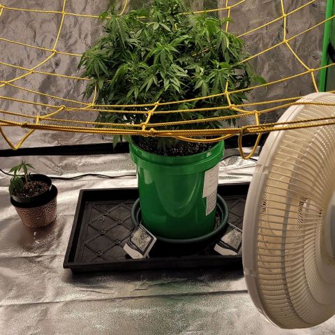 Original Skunk #1 growlog photo: After adjusting the trellis 