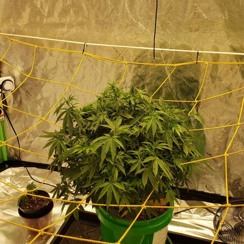 Original Skunk #1 growlog timeline photo