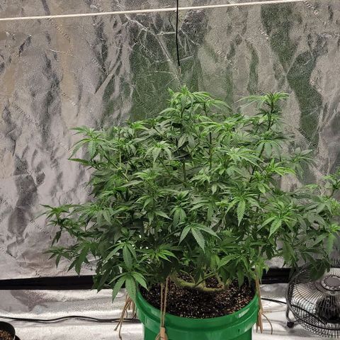 Original Skunk #1 growlog timeline photo