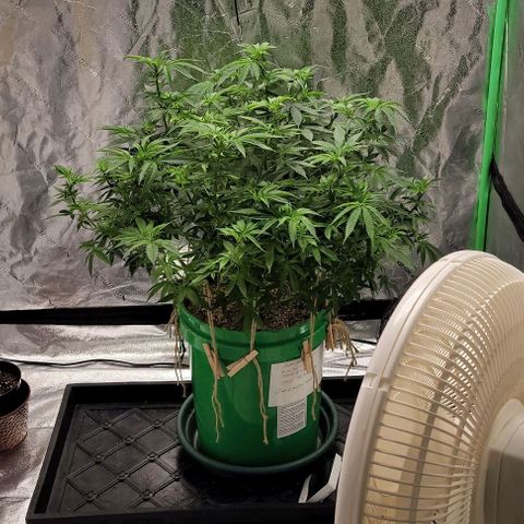 Original Skunk #1 growlog timeline photo