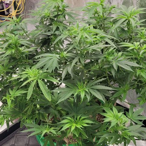 Original Skunk #1 growlog timeline photo