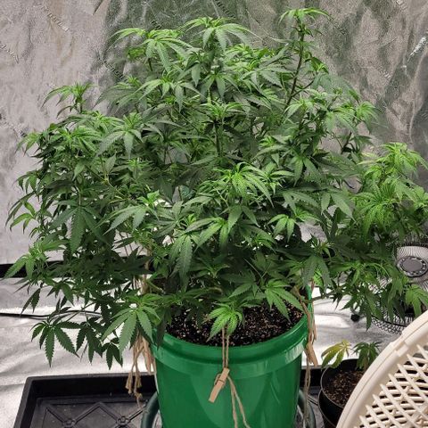 Original Skunk #1 growlog timeline photo