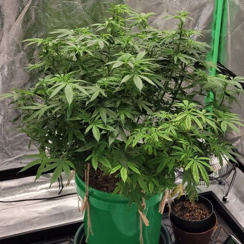 Original Skunk #1 growlog timeline photo