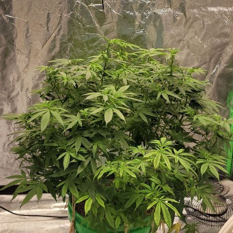 Original Skunk #1 growlog timeline photo
