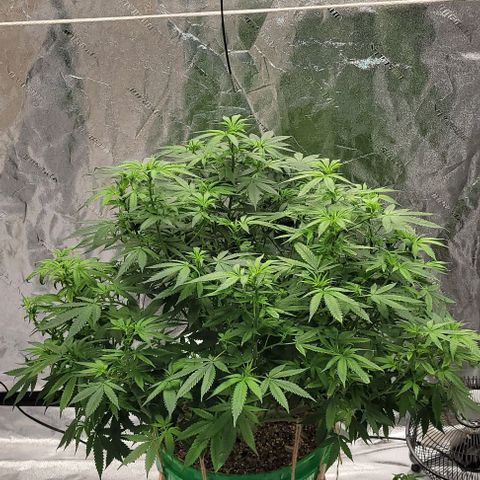 Original Skunk #1 growlog timeline photo