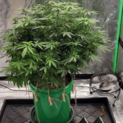 Original Skunk #1 growlog timeline photo