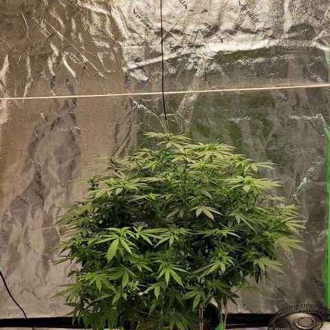 Original Skunk #1 growlog timeline photo