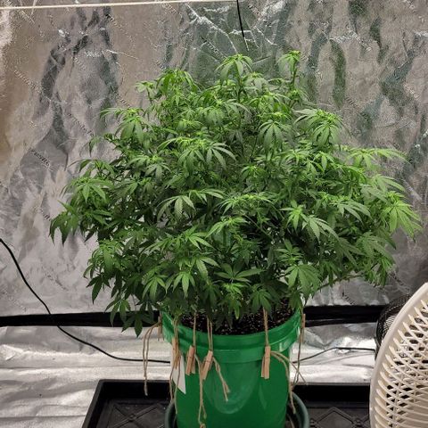 Original Skunk #1 growlog photo: After trim and feed