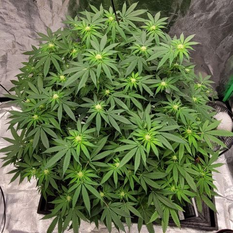 Original Skunk #1 growlog photo: Flowering 