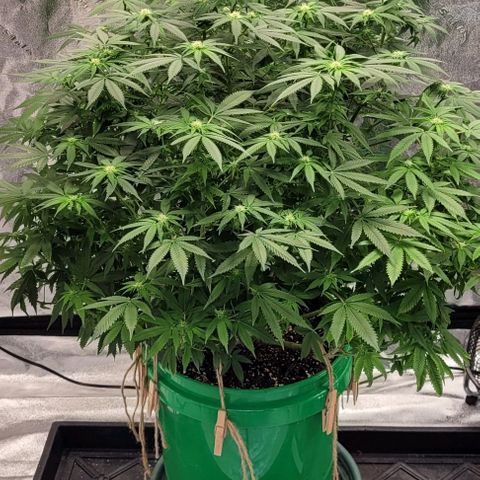 Original Skunk #1 growlog photo: Flowering 