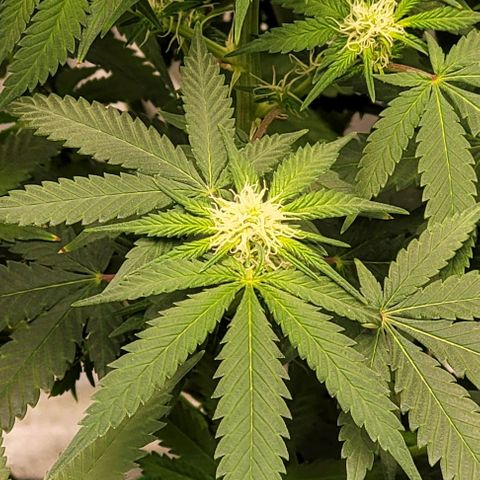 Original Skunk #1 growlog photo: Flowering 